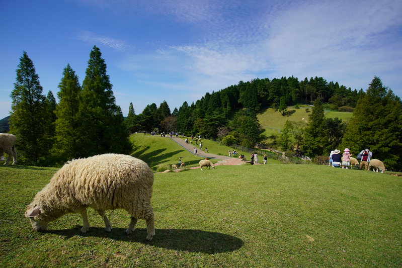 青空の六甲山牧場で草を食む羊